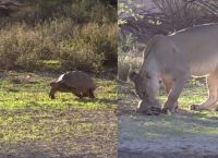 კუზე ლომების წარუმატებელი თავდასხმა ვიდეოზე გადაიღეს