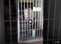 მანქანის დაზიანების ბრალდებით, ცხენი ადამიანებისთვის განკუთვნილ ციხის საკანში ჩასვეს (+ვიდეო)