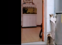 ფარული კამერა: როგორ იპარავენ კატები დაკეტილი მაცივრიდან პროდუქტებს (სახალისო ვიდეო)