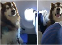 ავიაკომპანიამ თავის რეისზე უზარმაზარ მალამუტს მგზავრებთან ერთად ფრენის ნება დართო - ამას თავისი მიზეზი აქვს (+ვიდეო)