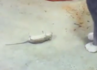 კატის დანახვისას თაგვმა თავი მოიმკვდარუნა (სახალისო ვიდეო)