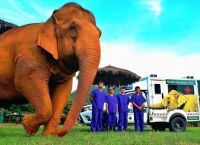 დაობლებულ პატარა სპილოს ნაკრძალში შესვლისას სპილოების გუნდი მიეგება (+ვიდეო)
