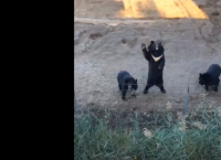 ზრდილობიანი დათვები ტურისტებს თათის აწევით ესალმებიან (სახალისო ვიდეო)