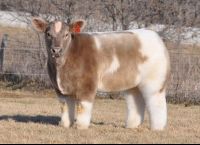 ძროხის სახეობა, რომელიც ფუმფულა სათამაშოს მოგაგონებთ, 2011 წელს ამერიკელმა ფერმერებმა გამოიყვანეს