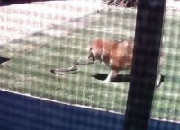 მამაცი ძაღლი ეზოში შეპარულ შხამიან გველს წინააღმდეგობას უწევს (ემოციური ვიდეო)