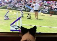 ძაღლის რეაქცია, რომელიც ტელევიზორში საკუთარ თავს უყურებს და ძალიან განიცდის (სახალისო ვიდეო)