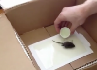 თუ ოდესმე სახლში თაგვს დაიჭერთ, ეს უნდა იცოდეთ (+ვიდეო)