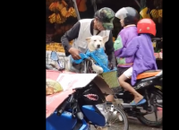 როგორ იცავს მზრუნველი პატრონი ძაღლს წვიმისგან? (+ვიდეო)