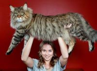 ჩვენი უზარმაზარი კატები (+ფოტო)