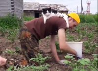 კატა პატრონს ბაღის საქმეში 