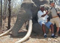 მონადირეების კიდევ ერთი მსხვერპლი-აფრიკაში 30 წლის მანძილზე ყველაზე დიდი სპილო მოკლეს