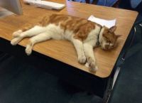 სასწავლო დაწესებულება, სადაც კატები საკლასო ოთახებში თავისუფლად გადაადგილდებიან და მაგიდებზე სძინავთ