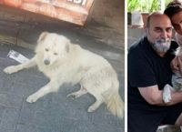 ოჯახი თავის დაკარგულ ძაღლს სხვა ქალაქში შემთხვევით შეხვდა (ემოციური ვიდეო)