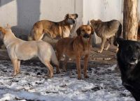 თბილისში ქუჩის ძაღლებს დაითვლიან