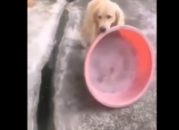 საზრიანმა ძაღლმა გაუსაძლის სიცხეში გაგრილების საშუალებას მიაგნო (სახალისო ვიდეო)