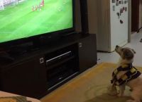 ძაღლი სიხარულს გამოხატავს, როცა მისი საყვარელი ფეხბურთის გუნდი იმარჯვებს (+ვიდეო)