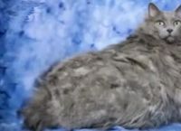 როცა კატა ლეო გზის პირას იპოვნეს 14 კილოგრამს იწონიდა... (+ვიდეო)