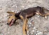 ისინი მკვდარ ძაღლს მიუახლოვდნენ, რომ დაეკრძალათ, მაგრამ უეცრად…  (+ვიდეო)