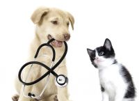 ვეტერინარები: ჰომეოპათიური მკურნალობა ცხოველებისთვის მავნებელია