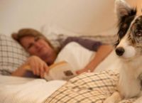 როგორ გადავაჩვიოთ ძაღლი ჩვენს საწოლში ძილს?