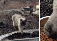 კატა ერთი თვე იჯდა თავის დამწვარ სახლთან და პატრონს ელოდებოდა (ემოციური ვიდეო)