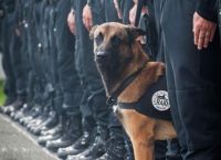 საფრანგეთში ანტიტერორისტული სპეცოპერაციის დროს პოლიციელი ძაღლი დაიღუპა