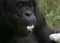 შიმპანზემ კოცონი დაანთო და სადილი მოიმზადა (+ვიდეო)