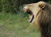 სამხრეთ აფრიკის რესპუბლიკაში ლომებმა მარტორქებზე მონადირე 3 ბრაკონიერი შეჭამეს