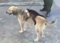 ძაღლმა პატარა მაიმუნი მას შემდეგ იშვილა, რაც 5 ახალშობილი ლეკვი მოუკვდა (+ვიდეო)