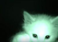 რას აკეთებენ კნუტები ღამით (+ვიდეო)