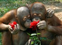 ცხოველები ყვავილის სურნელით ტკბებიან! (+ფოტო)