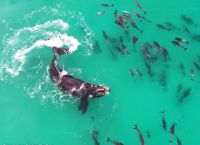 ვეშაპი დელფინებთან ერთად თამაშობს (+ვიდეო)