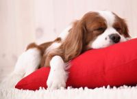 რა ვიცით ძაღლის ძილის შესახებ