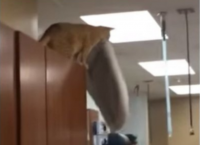მოხერხებულმა კატამ საოცარი ნახტომი შეასრულა (სახალისო ვიდეო)