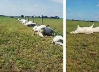 ტეხასში ელვამ ერთი დარტყმით 23 ძროხა მოკლა
