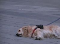 ძაღლი პატრონს არ მიყვებოდა, სანამ ქუჩის მუსიკოსს ბოლომდე არ მოუსმინა (+ვიდეო)