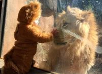 ლომის ფორმაში გამოწყობილმა ბავშვმა ნამდვილი ლომი გააოცა (+ვიდეო)