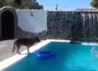 პატრონს აინტერესებს წყალში ჩაძირვისას გადაარჩენს თუ არა მისი ძაღლი...(+ვიდეო)