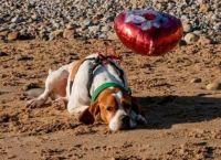 სევდიანი ძაღლის საიდუმლო, რომელიც სიყვარულის დღეს სანაპიროზე ბუშტით მარტო სეირნობდა