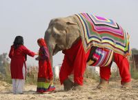 ინდურ სპილოებს თბილი სვიტერები მოუქსოვეს, რომ ყინვაში არ გაცივდნენ