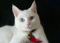 თეთრი კატები