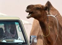 საუდის არაბეთში გამართულ აქლემების სილამაზის კონკურსზე, 12 აქლემს, ბოტოქსის გამო, დისკვალიფიკაცია მისცეს