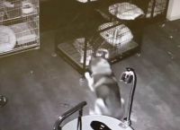ჰასკის ჯიშის ძაღლმა ვეტერინარული კლინიკიდან გაქცევა სცადა და გზად თავისი მეგობრები გაათავისუფლა (+ვიდეო)