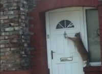 ყველაზე ზრდილობიანი კატა ინტერნეტ ჰიტად იქცა (სახალისო ვიდეო)