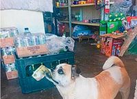 ძაღლი ძეხვის საყიდლად მაღაზიაში ყოველდღე მარტო დადის 