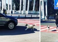 ბათუმელი მიუსაფარი ძაღლი ბავშვებს გზაზე გადასვლაში ეხმარება (ემოციური ვიდეო)