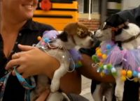 ფლორიდაში ძაღლების მსვლელობა გაიმართა (+ვიდეო)