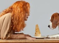 შეიძლება თუ არა ძაღლს  საკვებად მისცეთ ყველი?