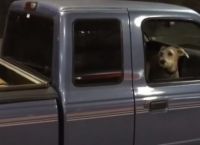 ეს ძაღლი მანქანაში მშვიდად იჯდა, მაგრამ მოხდა ის, რამაც ფანჯრიდან გადმოხტომა აიძულა (ემოციური ვიდეო)