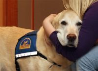 ძაღლები სასამართლო დარბაზში: ოთხფეხა ფსიქოლოგები, რომლებთან ერთადაც ყველა შიში დაძლეულია (+ვიდეო)